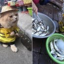 고양이생선