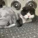 펫마트 강아지 논산점 이미지