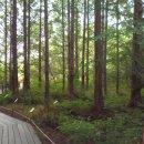 제 298회 일요걷기(7월20일)는 경기도립 물향기 수목원(숲속 쉼터,산림전시관,소나무원,습지생태원)과 세교신도시 산책로(은빛개울 고인돌 공원) 로 걷겠습니다 이미지