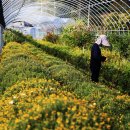 맨드라미농장 이미지