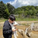 즐거운 | 가평 아기랑 갈만한 곳 가평양떼목장 내돈내산 후기 14개월 아기랑 가족나들이 추천