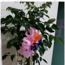 글로리 피아노 이미지