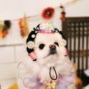 부산애견호텔 강아지유치원 맘바이 사하구점 이미지