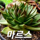 마르스