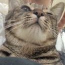 화성시자원봉사센터 강당 | [반려마루 화성] 고양이 입양센터 평일 오후 봉사 후기 (feat. 사심채우기 완 ٩(ˊᗜˋ*)و)