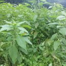 아주까리농장 이미지