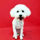 원더풀펫살롱 이미지