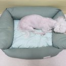 똥강아지애견방