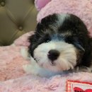 베베펫 천안 애견미용 이미지