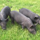 제주흑돼지 이미지