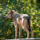 학습심리학 이미지