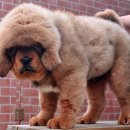 모량농장 이미지