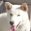 차지킴이 이미지