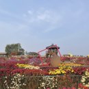 고북초등학교 | 2022 서산고북국화축제 다녀온 후기 주차장 먹거리식당 (반려동물동반가능)