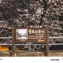 동산자원 | 대구 벚꽃 보기 좋은 곳, 꽃보라동산 3월27일 개화상태