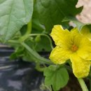 신벌농장 이미지