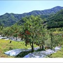 정명호농장 이미지