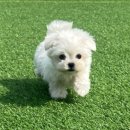 퓨어펫 강아지분양 고양이분양 울산점 이미지