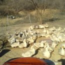 우승농장 이미지