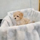 도그마루 강아지고양이 일산점 | 우리 가족의 소중한 반려견과 함께하는 도그마루 강아지고양이 일산점, 일산강아지분양