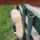 미동목장 이미지