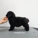 루이앤독 이미지