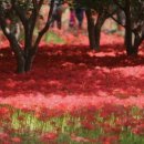 불갑사관광지 주차장 이미지