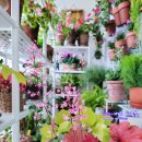 오래 | 휴케라 합식 키우기 후기 오래 살아남은 품종은? 보졸레