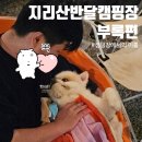 산청 캠핑장 지리산 반달 캠핑장 애견동반 캠핑장 캠핑 음식 추천