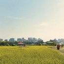 사업장부설 | 기흥호수공원 유채꽃 실시간 후기｜기흥호수공원 유채꽃 + 호수앉기카페 코스