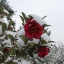 대지(大地)의 꿈 이미지