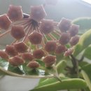 호야공인중개사사무소 이미지