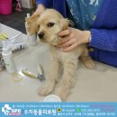 수지동물의료원 이미지