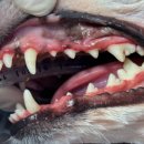 기장i동물의료센터 이미지