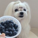 미르푸드 이미지