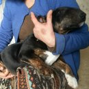 대왕바우 이미지