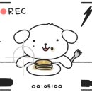 제주먹보