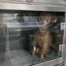 미래펫동물병원 | 푸들 강아지 콩이. 쿨 펫 동물병원 검사 및 수술 후기