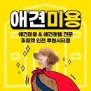 퍼피캣 애견미용 애견호텔 인천루원시티점 네이버블로그