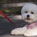 (단기)반려동물 펫시터(자격증) 이미지