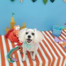 그루밍_light 이미지