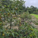 오현농장 이미지