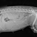 진리 동물병원 이미지