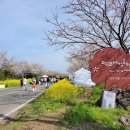 구미농어촌체험휴양마을회 | 서귀포 유채꽃 축제 후기. 2024. 실시간 가시리 녹산로 벚꽃 유채꽃 개화현황. 제주도 행사 리뷰.(feat...