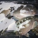 중앙낚시 이미지