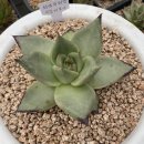 호산나화원 이미지