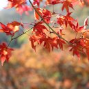 백양사 애기단풍 엿보기 이미지