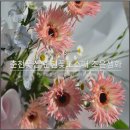 춘천철원화천양구축산업협동조합 | 춘천꽃집 춘천꽃도소매 조은생화, 24시 춘천 무인꽃집 매장 방문후기