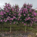 무궁화농원 이미지