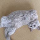 발라당냥 이미지